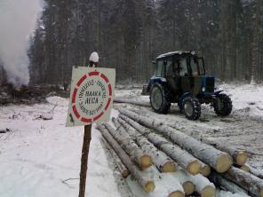 Продажа леса с корня: береза, сосна, ель, пихта.