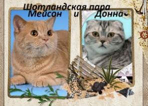 предложение питомника