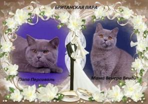предложение питомника