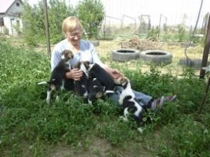 Продаю породных щенков русской пегой гончей