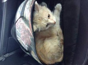 Котик по имени Рыжик