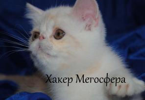 Экзотические котики