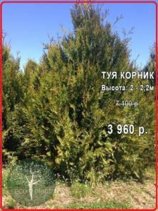 Туи Оптом, Без Предоплаты, с Бесплатной доставкой!