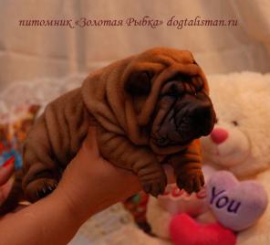 Хотите купить щенка шар-пея? Звоните нам!