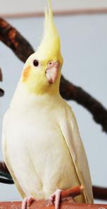 Корелла птенцы