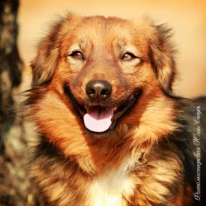 Шикарный Вениамин, 3 года, ищет дом!