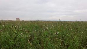 Продам 1.5 Га в поселке Глухово Ломоносовского рай