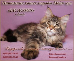 Мейн Кун – Чистокровные котята!