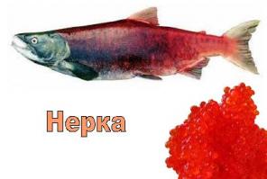 Икра нерки