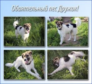 Самый верный и ласковый пес