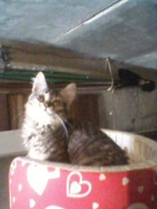 Отдам в добрые руки котят