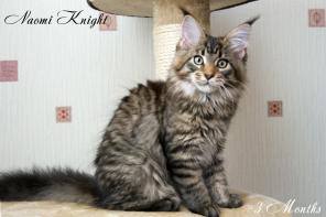 Котята 3 мес от титулованных родителей