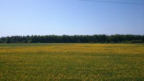 Участок 8 соток (СНТ), 340000 р., Новый