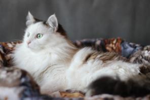 Ищет дом котик Шапочка!