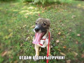 Булочка