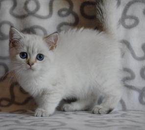 британские котята