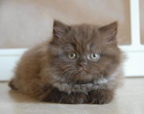 британские котята
