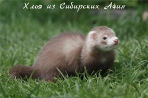 Щенки хорька питомник "Сибирские Афины" г. Томск