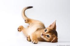 Абиссинские котята питомник Хармис