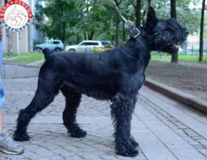 Ризеншнауцер Веня, 10 лет в добрые руки