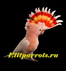 Какаду инка (Cacatua leadbeateri) - ручные птенцы из питомников Европы.