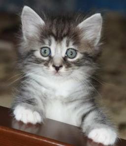 Котята курильские бобтейла (аборигены)