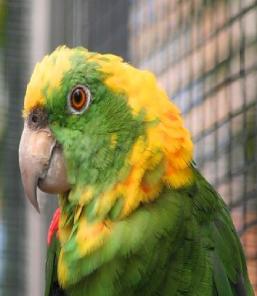    (Amazona auropalliata caribae) -     