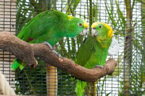    (Amazona auropalliata caribae) -     