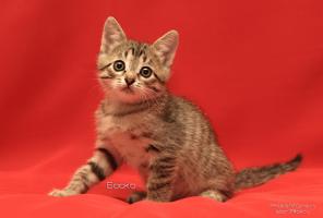 Котенок Боско 1,5 месяца в дар