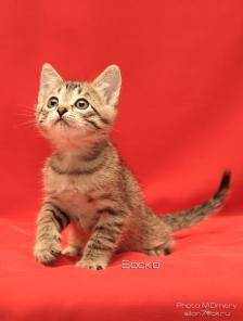 Котенок Боско 1,5 месяца в дар