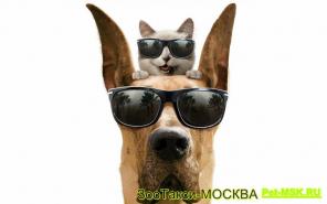 Вы уезжаете, а любимца оставить не с кем?