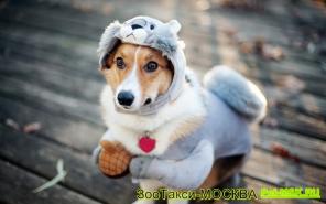 Вы уезжаете, а любимца оставить не с кем?