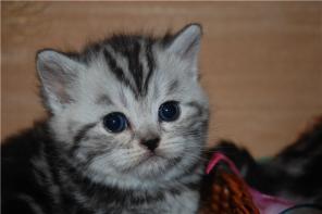 Британские серебристые кошечки и голубой мраморный котик