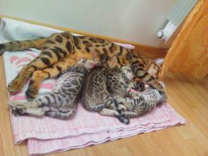 Чистокровные бенгальские котята с подарками