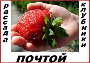 Рассада клубники (земляники)новейшего крупноплодного сорта Чамора Куруси укорененная в стаканчиках 0,5 л. -почтой во все регионы России...