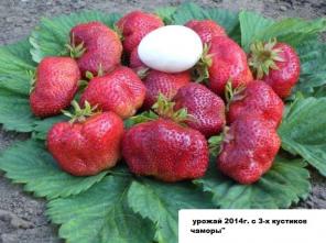 Рассада клубники (земляники)новейшего крупноплодного сорта Чамора Куруси укорененная в стаканчиках 0,5 л. -почтой во все регионы России...