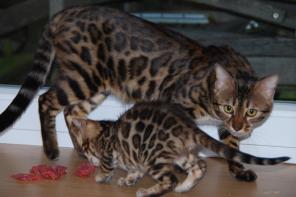 Настоящие Бенгальские котята с классными подарками