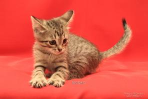 Котенок Боско 2 месяца в дар