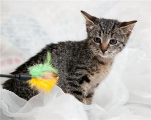 Милый котенок Василиса 2 мес. в дар!