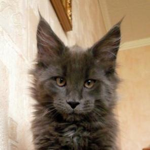 Самые лучшие котята мейн - кун