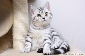 Продажа котят породы Шотландская вислоухая страйт