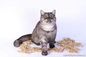 Продажа котят породы Шотландская вислоухая страйт