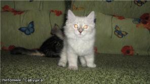 Невские маскарадные котята