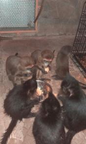 Купить Мангобей Чёрный у нас. Мангобей продам