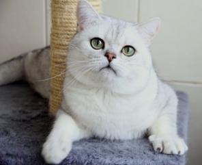 Шотландский кот шиншилла в разведение!