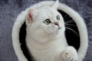 Шотландский кот шиншилла в разведение!