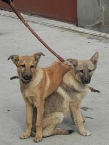 ЩЕНКИ в ДАР