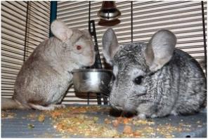 Пара шиншилл.