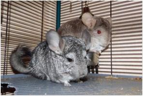 Пара шиншилл.