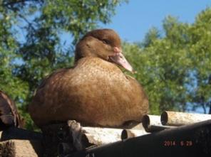 Породные гуси, мускусы, куры, цесарки, тушки